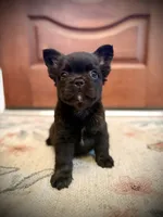 Chloe , a female French Bulldog for sale in Fayetteville, NC – 1 of 6