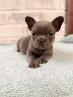 Bluey , a female French Bulldog for sale in Fayetteville, NC – 4 of 7