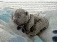 April O’Neill , a female French Bulldog for sale in Fayetteville, NC – 3 of 7