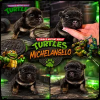 Michelangelo, a male French Bulldog for sale in Fayetteville, NC – 4 of 7