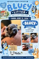 Bluey , a female French Bulldog for sale in Fayetteville, NC – 3 of 3