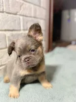 Karai, a female French Bulldog for sale in Fayetteville, NC – 2 of 9