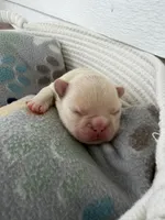 Donatello, a male French Bulldog for sale in Fayetteville, NC – 6 of 7