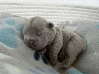 April O’Neill , a female French Bulldog for sale in Fayetteville, NC – 4 of 7