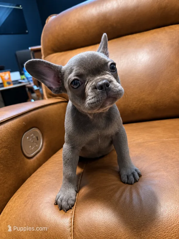 Bluey  – French Bulldog puppy for sale in Fayetteville, NC
