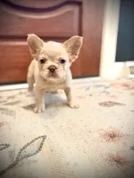 Leonardo, a male French Bulldog for sale in Fayetteville, NC – 6 of 10