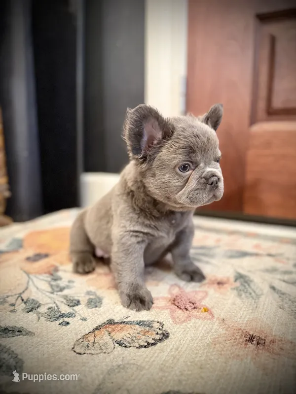 April O’Neill  – French Bulldog puppy for sale in Fayetteville, NC