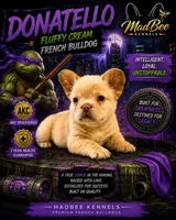 Donatello, a male French Bulldog for sale in Fayetteville, NC – 1 of 6