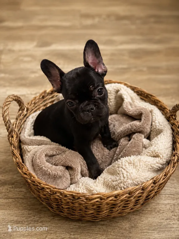 Toothless (fluffy carrier) – French Bulldog puppy for sale in Fayetteville, NC