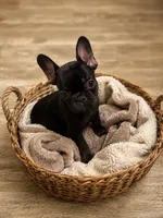 Toothless (fluffy carrier), a female French Bulldog for sale in Fayetteville, NC – 1 of 7