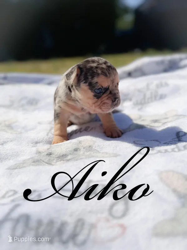 Aiko – French Bulldog puppy for sale in Fayetteville, NC