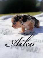 Aiko, a male French Bulldog for sale in Fayetteville, NC – Photo 3 of 3