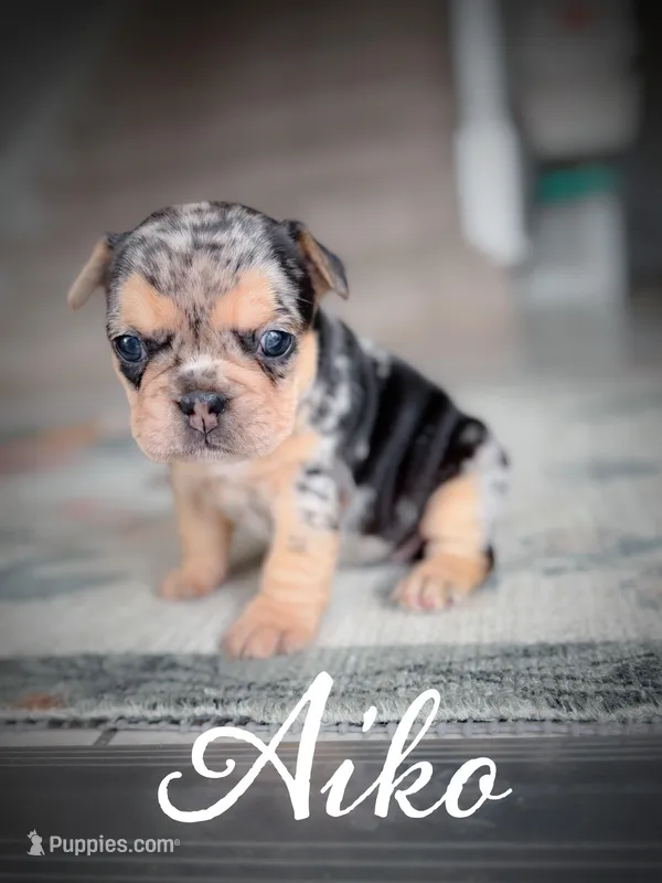 Aiko – French Bulldog puppy for sale in Fayetteville, NC