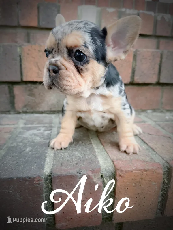 Aiko – French Bulldog puppy for sale in Fayetteville, NC