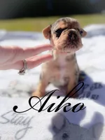 Aiko, a male French Bulldog for sale in Fayetteville, NC – Photo 2 of 3