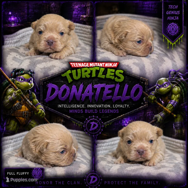 Donatello – French Bulldog puppy for sale in Fayetteville, NC
