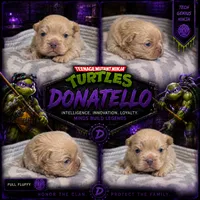 Donatello, a male French Bulldog for sale in Fayetteville, NC – 3 of 6