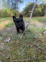 Chloe, a female French Bulldog for sale in Fayetteville, NC – 3 of 9