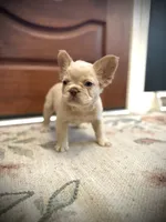 Leonardo, a male French Bulldog for sale in Fayetteville, NC – 8 of 10