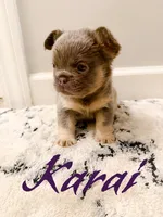 Karai, a female French Bulldog for sale in Fayetteville, NC – 5 of 9