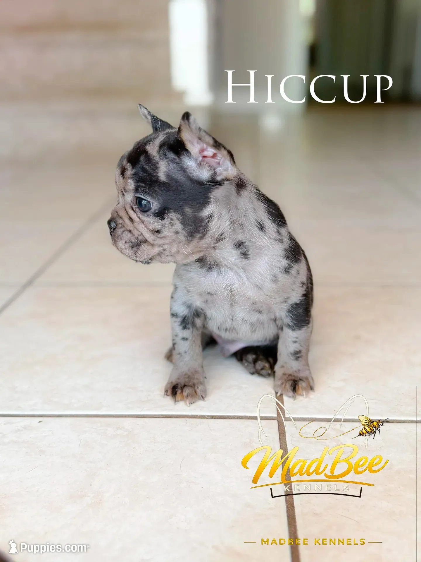 Hiccup (fluffy carrier), a male French Bulldog for sale in Fayetteville, NC – 3 of 10