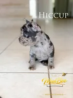 Hiccup (fluffy carrier), a male French Bulldog for sale in Fayetteville, NC – Photo 7 of 7