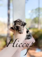 Hiccup, a male French Bulldog for sale in Fayetteville, NC – Photo 1 of 4