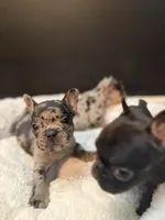 Hiccup (fluffy carrier), a male French Bulldog for sale in Fayetteville, NC – Photo 6 of 7