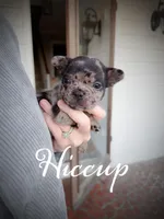 Hiccup, a male French Bulldog for sale in Fayetteville, NC – Photo 2 of 4
