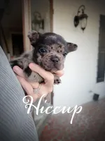 Hiccup, a male French Bulldog for sale in Fayetteville, NC – Photo 3 of 4