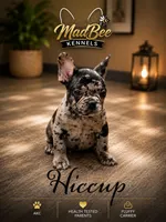Hiccup (fluffy carrier), a male French Bulldog for sale in Fayetteville, NC – 4 of 10