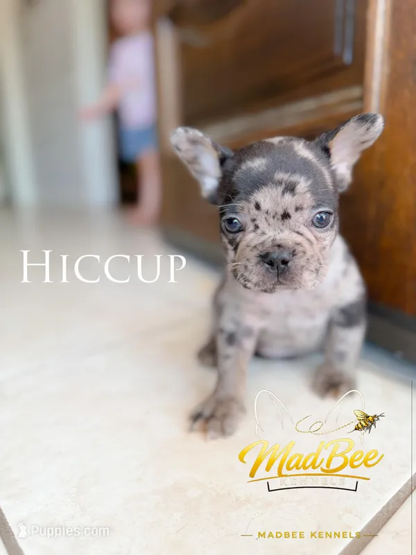 Hiccup (fluffy carrier) – French Bulldog puppy for sale in Fayetteville, NC