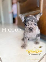 Hiccup (fluffy carrier), a male French Bulldog for sale in Fayetteville, NC – Photo 1 of 7