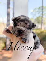 Hiccup, a male French Bulldog for sale in Fayetteville, NC – Photo 4 of 4