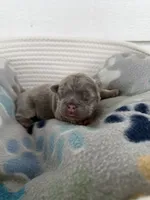 Karai, a female French Bulldog for sale in Fayetteville, NC – 4 of 4
