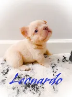 Leonardo, a male French Bulldog for sale in Fayetteville, NC – 5 of 10