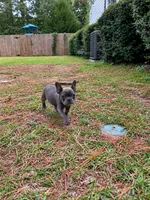 Bluey , a female French Bulldog for sale in Fayetteville, NC – 4 of 10