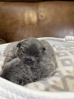 April O’Neill , a female French Bulldog for sale in Fayetteville, NC – 8 of 8