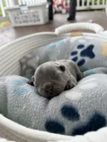 April O’Neill , a female French Bulldog for sale in Fayetteville, NC – 5 of 7