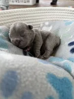 April O’Neill , a female French Bulldog for sale in Fayetteville, NC – 2 of 7