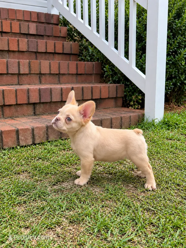 Donatello – French Bulldog puppy for sale in Fayetteville, NC