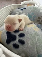 Donatello, a male French Bulldog for sale in Fayetteville, NC – 4 of 7