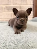 Bluey , a female French Bulldog for sale in Fayetteville, NC – 3 of 7