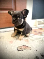 Michelangelo, a male French Bulldog for sale in Fayetteville, NC – 7 of 10