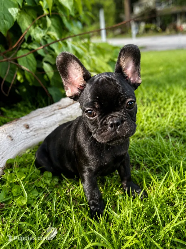Toothless (fluffy carrier) – French Bulldog puppy for sale in Fayetteville, NC
