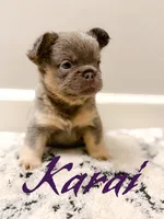 Karai, a female French Bulldog for sale in Fayetteville, NC – 4 of 9