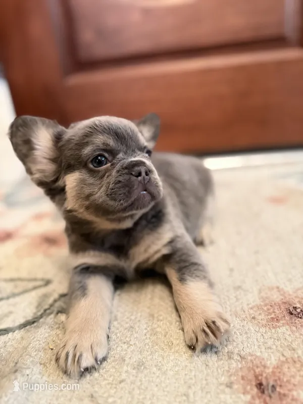 Karai – French Bulldog puppy for sale in Fayetteville, NC
