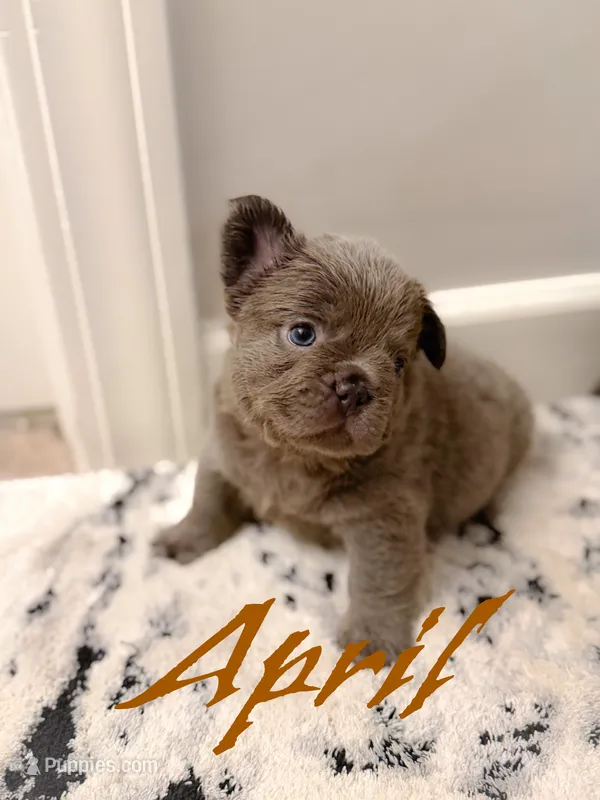 April O’Neill  – French Bulldog puppy for sale in Fayetteville, NC