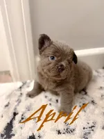April O’Neill , a female French Bulldog for sale in Fayetteville, NC – 2 of 8