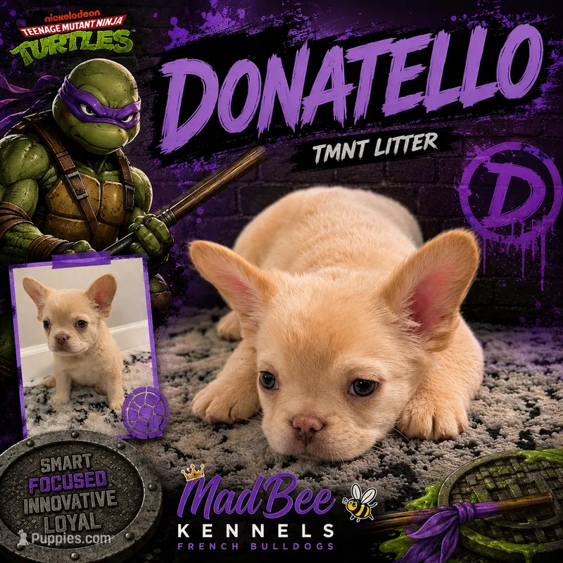 Donatello – French Bulldog puppy for sale in Fayetteville, NC
